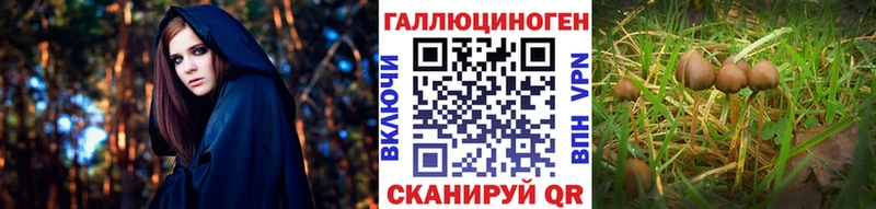 где купить наркоту  Курлово  Псилоцибиновые грибы Psilocybine cubensis 
